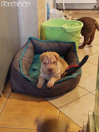 Sharpei kölykök eladók