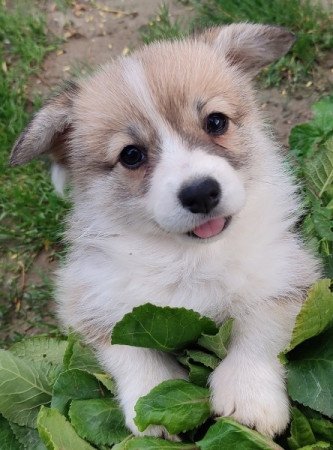 Welsh Corgi Pembroke