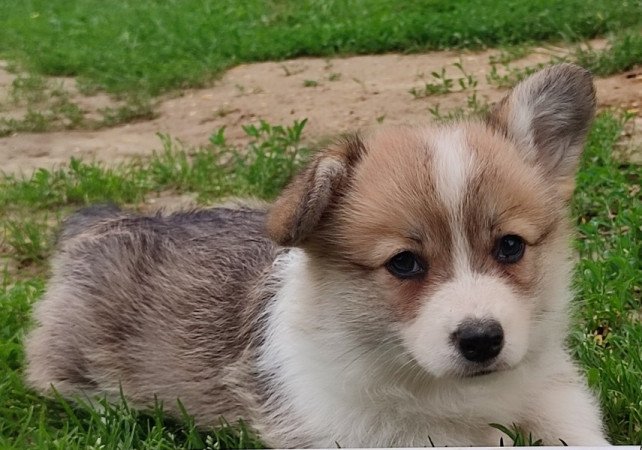 Welsh Corgi Pembroke