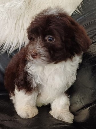 Bichon havanese