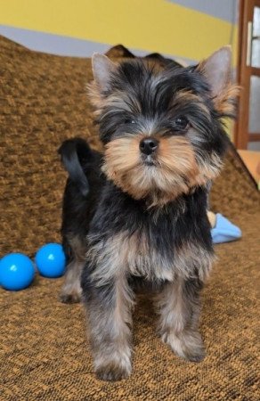 Yorkshire Terrier