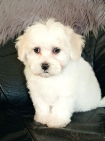 bichon havanese