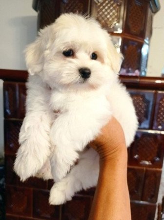 bichon havanese