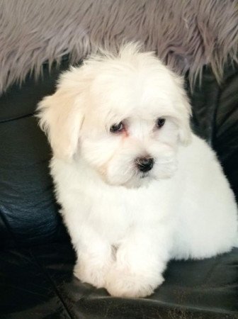 bichon havanese