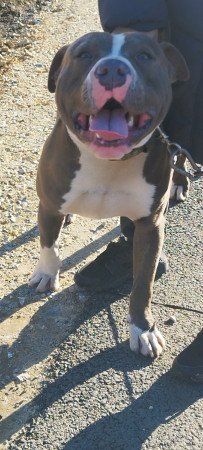 Kék kan 1 éves gazdit keres