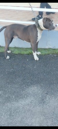 Kék kan 1 éves gazdit keres