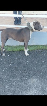 Kék kan 1 éves gazdit keres