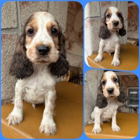 Angol cocker spániel