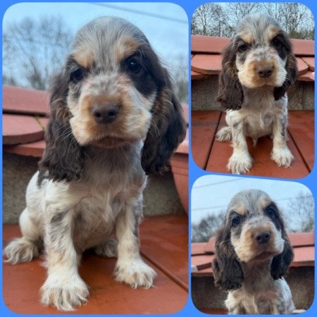 Angol cocker spániel