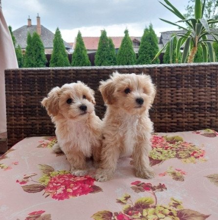 Maltipoo