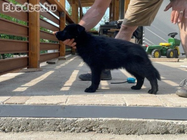 Fekete német juhász szuka kölyök eladó