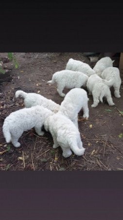 Komondor