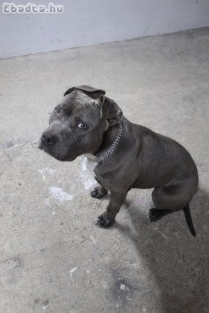 Amerikai staffordshire eladó