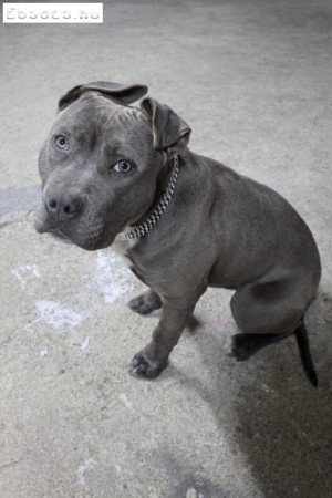 Amerikai staffordshire eladó
