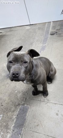 Amerikai staffordshire eladó