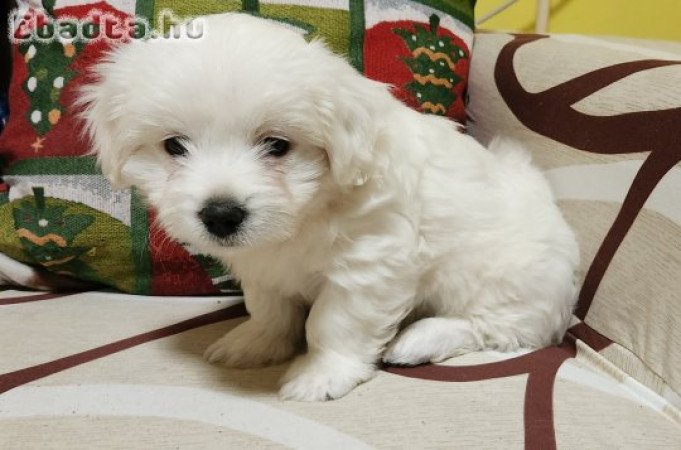 Máltai 8 hetes kislány Miskolcon