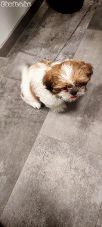 Eladó tündéri shi tzu kiskutya