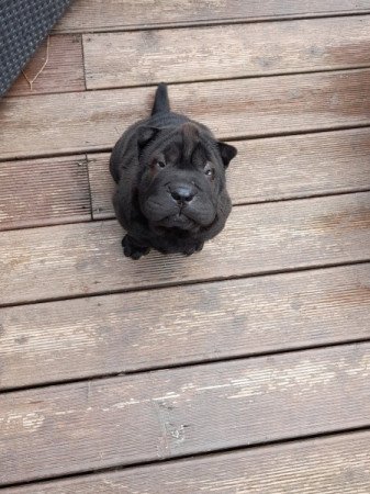 Shar-pei