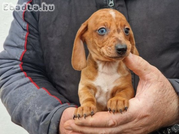 Harlekin Tacskó kölykök hím