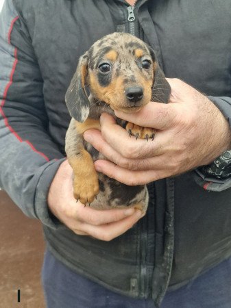 Harlekin Tacskó kölykök hím