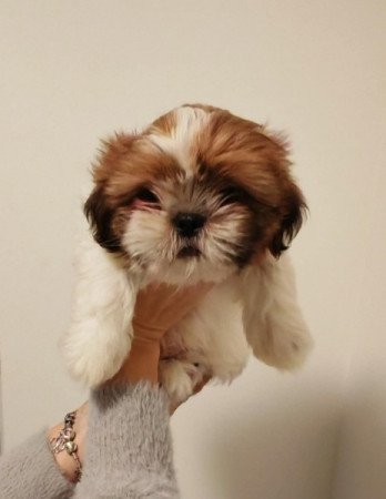 Shi tzu