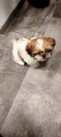 Shi tzu
