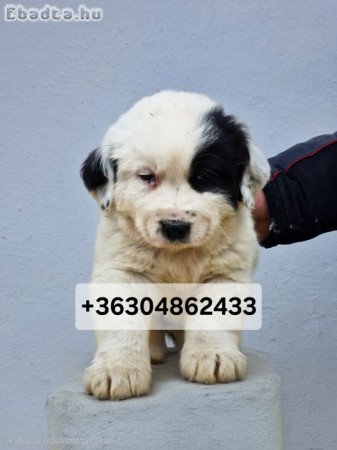 Közép Ázsiai Juhász kölykök gazdit keresnek