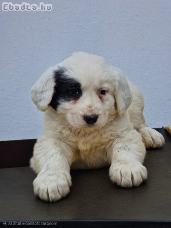 Közép Ázsiai Juhász kölykök gazdit keresnek