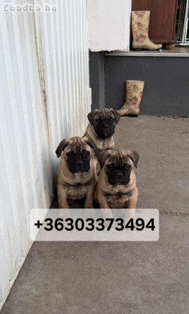 Bullmasztiff kölykök