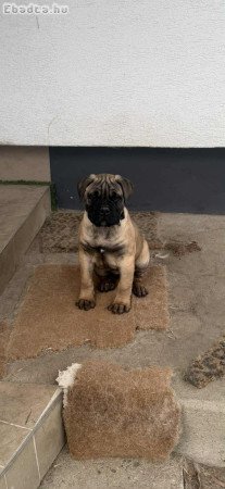 Bullmasztiff kölykök