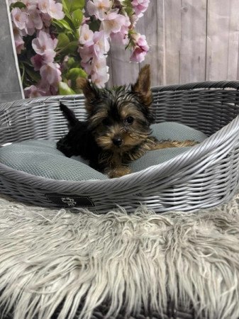 Yorkshire terrier