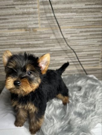 Yorkshire terrier