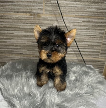 Yorkshire terrier