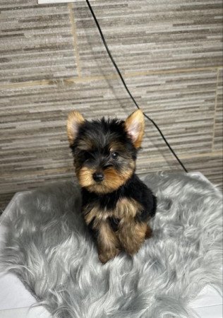 Yorkshire terrier