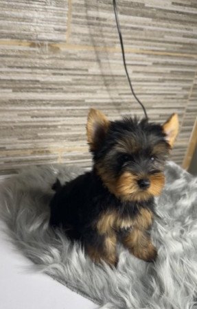 Yorkshire terrier