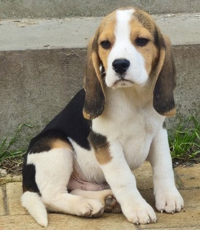 Beagle