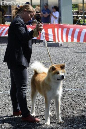 Japán Akita kiskutya