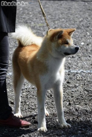 Japán Akita kiskutya