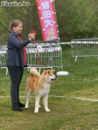 Japán Akita kiskutya