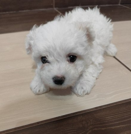 Máltai selyemszőrű