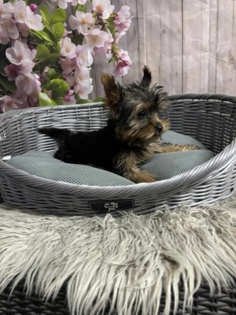 Yorkshire terrier