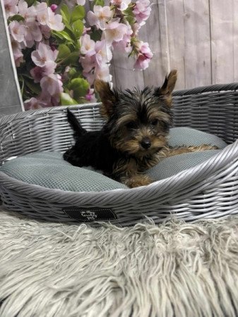 Yorkshire terrier