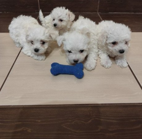 Máltai selyemszőrű