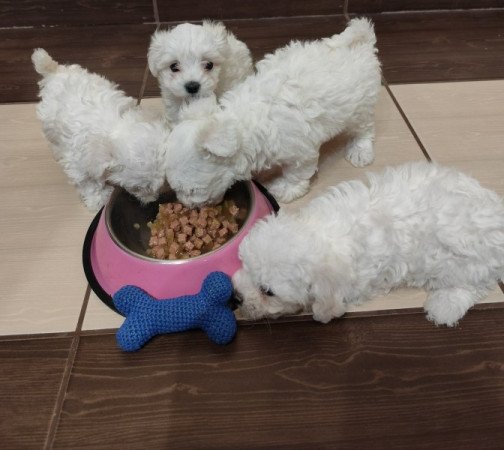 Máltai selyemszőrű