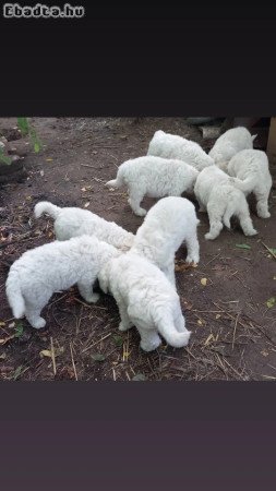 Komondor kölykök