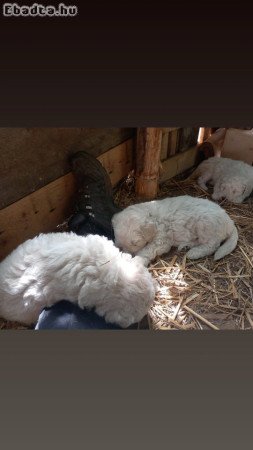 Komondor kölykök