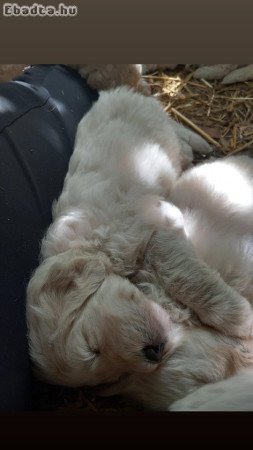 Komondor kölykök