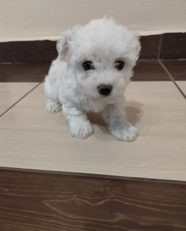 Máltai selyemszőrű