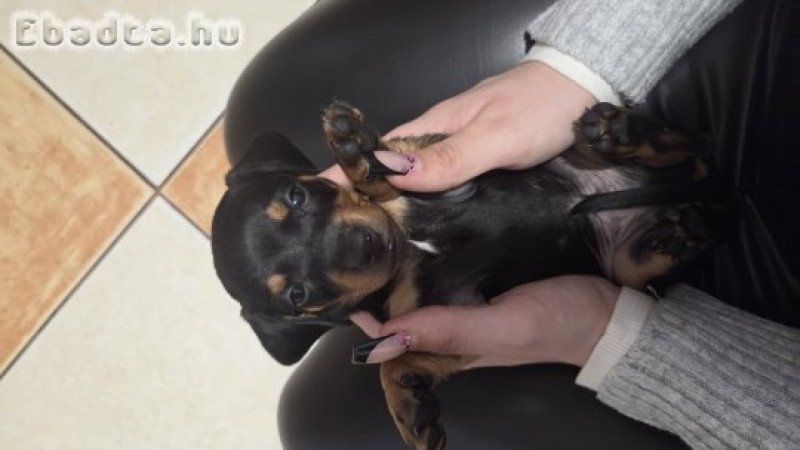 Fajta Tiszta Törpe Tacskó