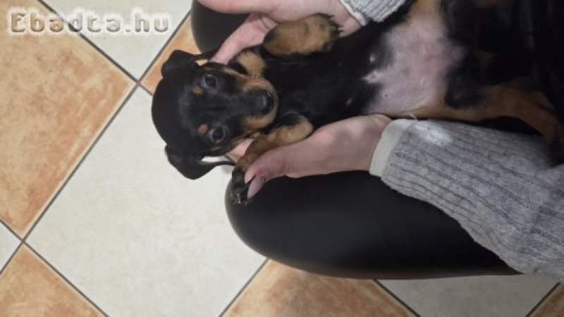 Fajta Tiszta Törpe Tacskó